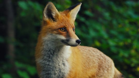 A fox looking off into the distance.