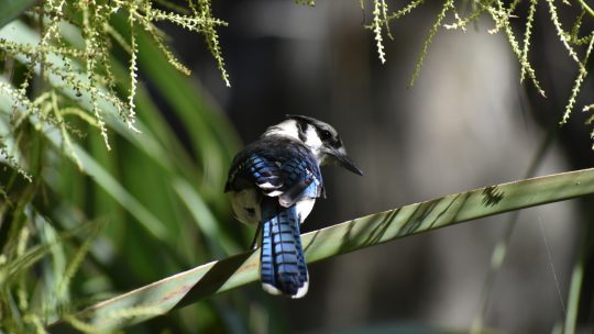 blue jay