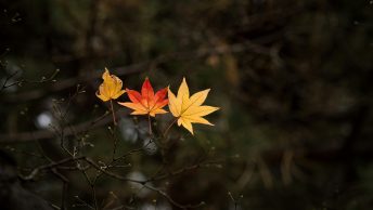 three autumn leafs against a dark forest