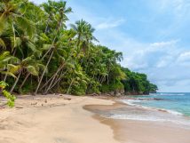 beach with palm trees