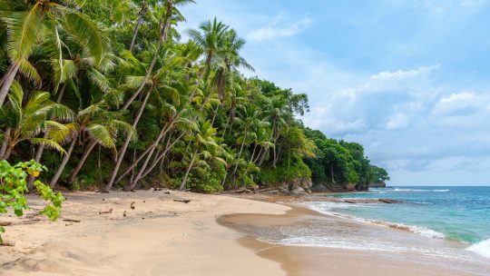 beach with palm trees