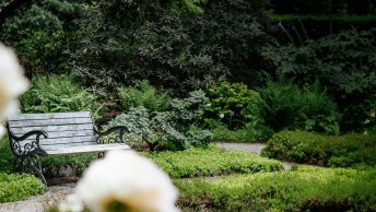 Thumbnail for "The Arnold Arboretum"